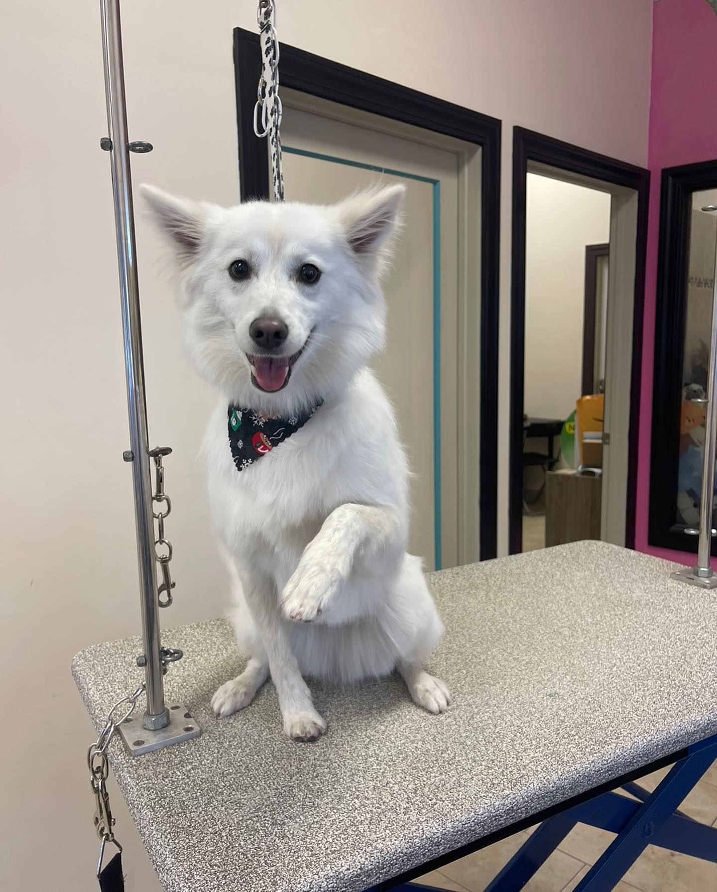 Scrubbing Bubbles Pet Salon - Pet Groomer in Mankato